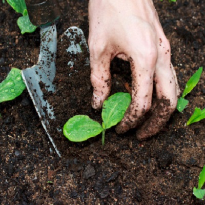 A hand transplanting a seedling