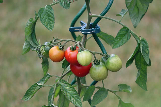 Baby tomatoes of various colours growing in a container