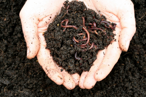 Worms-an-vermicomport-in-hands