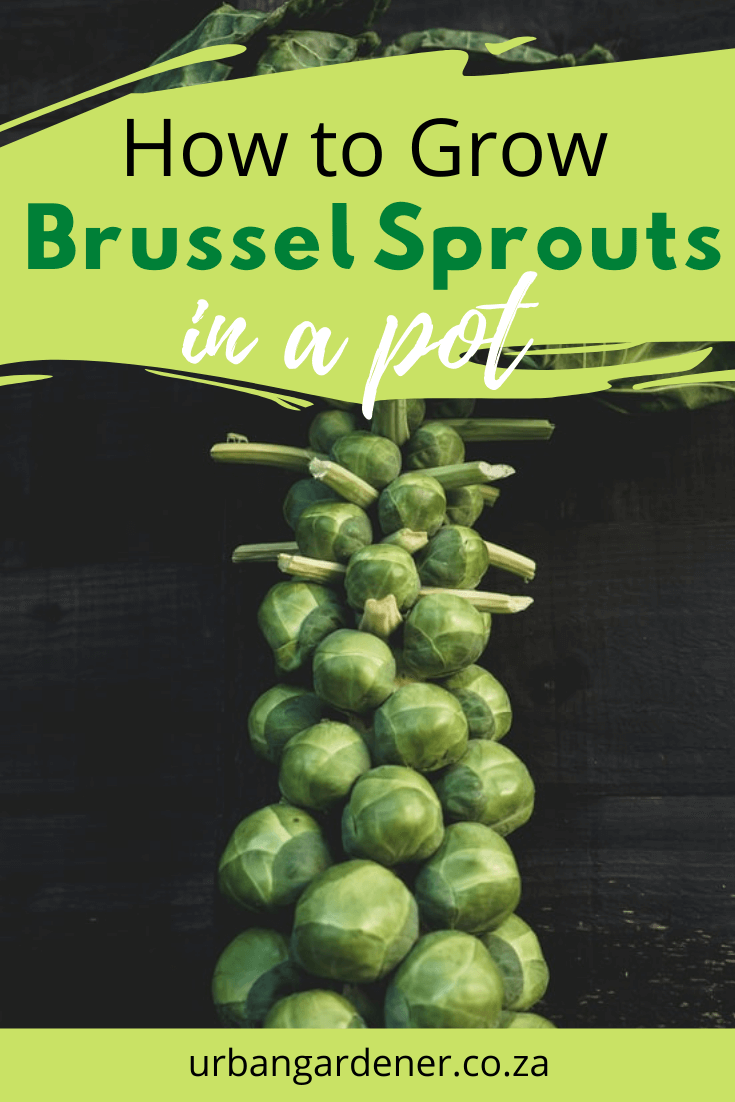 How to Grow Brussel Sprouts in Pots Urban Gardener