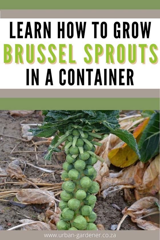 How to Grow Brussel Sprouts in Pots Urban Gardener
