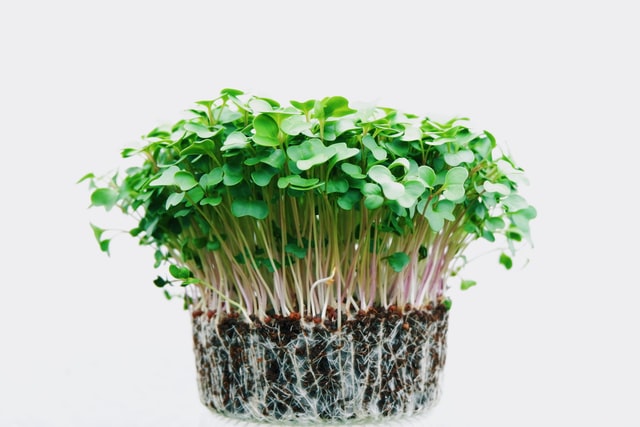 ways to eat microgreens