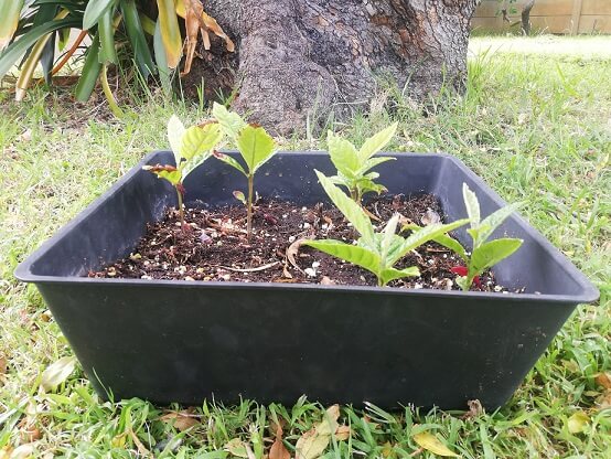 How to Grow a Loquat Tree from Seeds - Urban Gardener