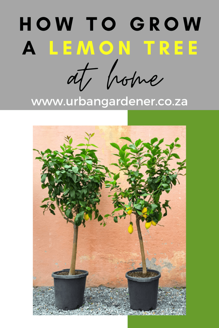 How to Grow a Lemon Tree from Seed Urban Gardener