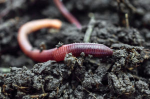 nightcrawler earthworm on soil