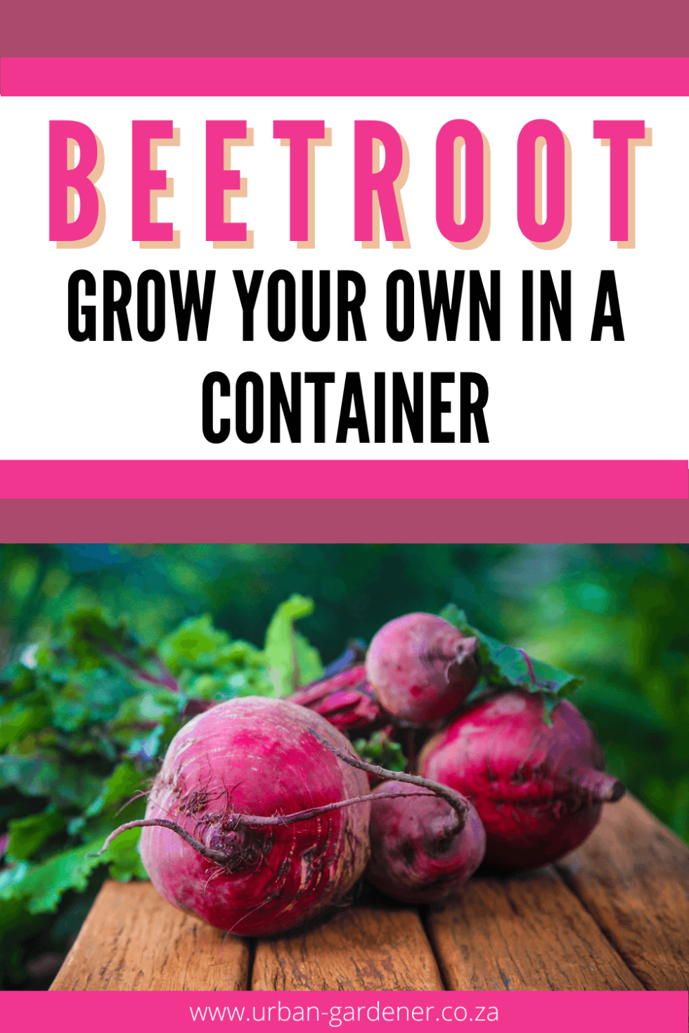 How to Grow Beets in a Container Urban Gardener