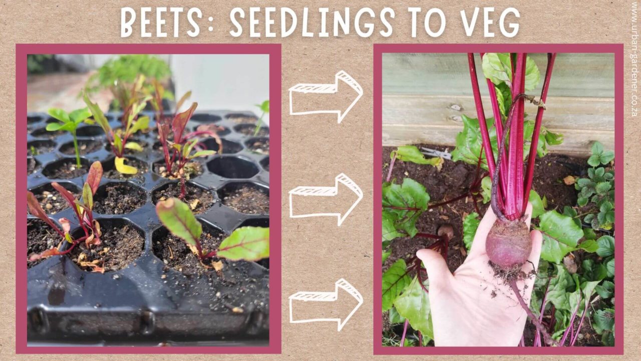 How to Grow Beets in a Container Urban Gardener