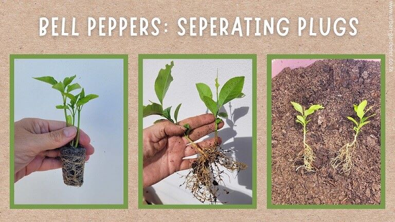Repot Pepper Seedlings - Urban Gardener