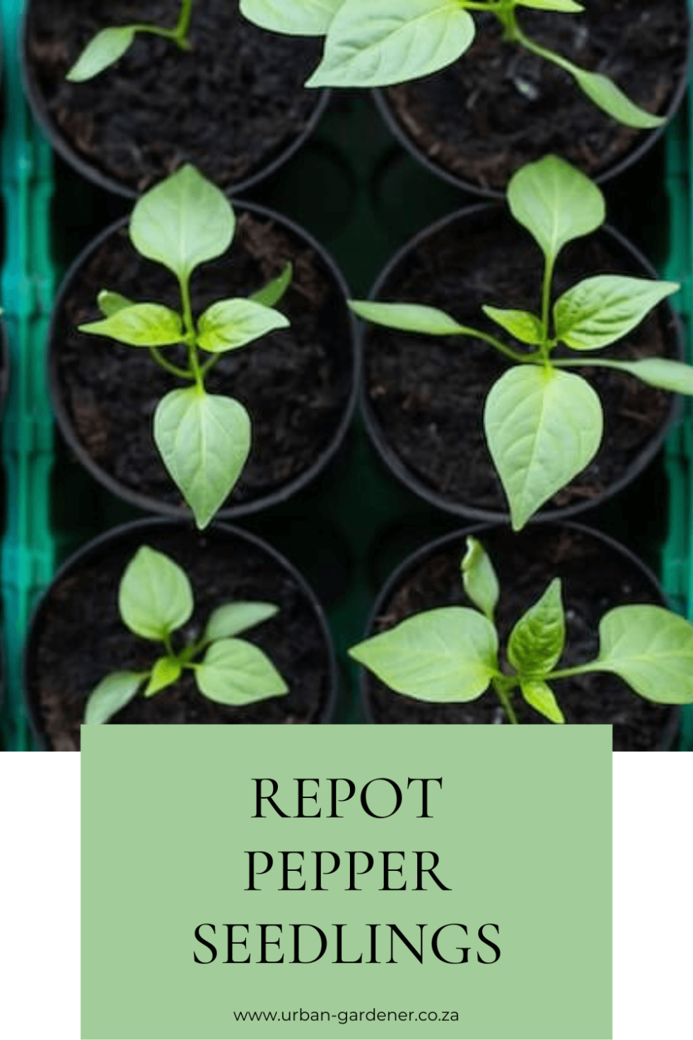 Repot Pepper Seedlings Urban Gardener