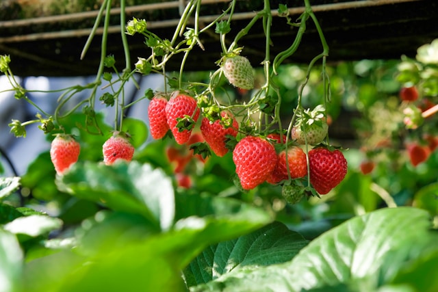 Red, ripe strawberries hanging from a plant