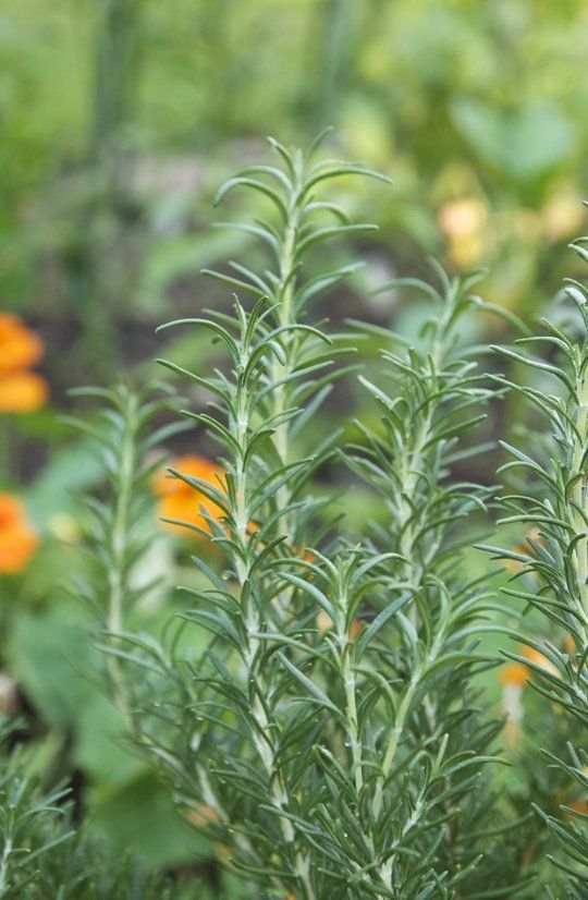 Herbs growing in the garden