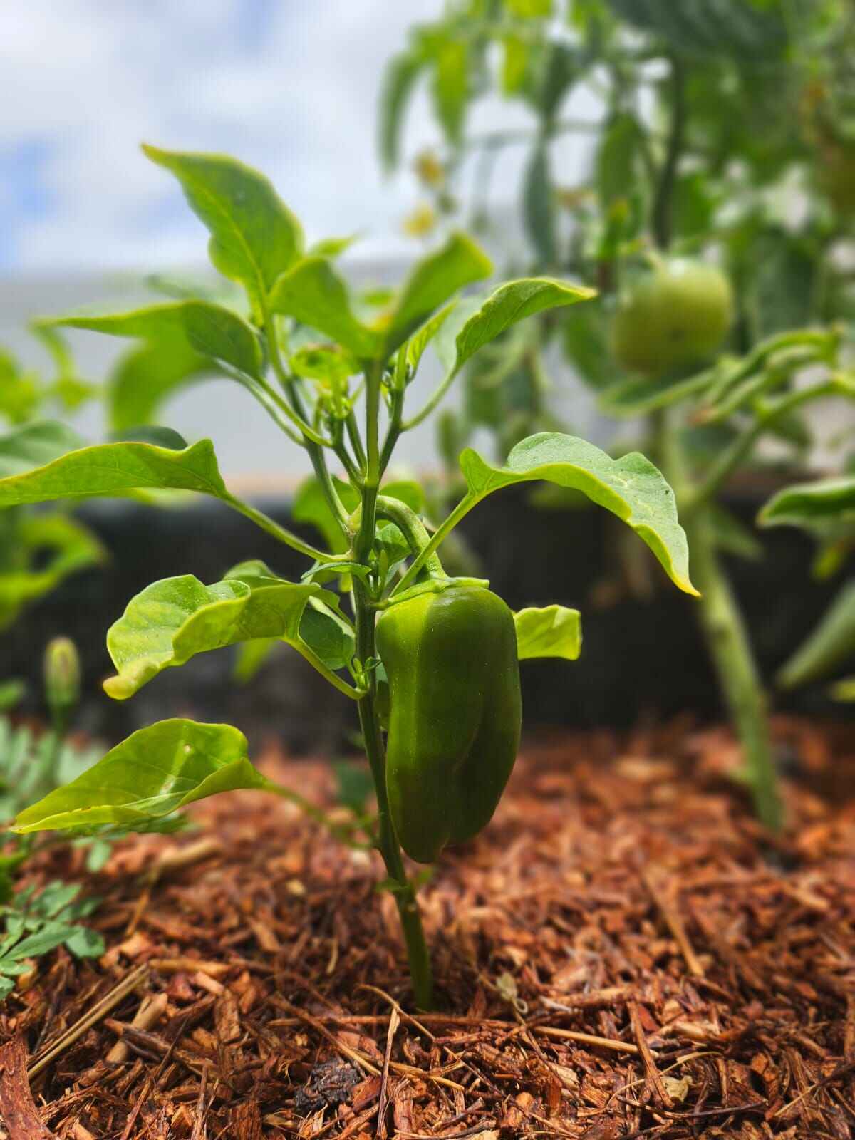 Sweet peppers growing in a planter box