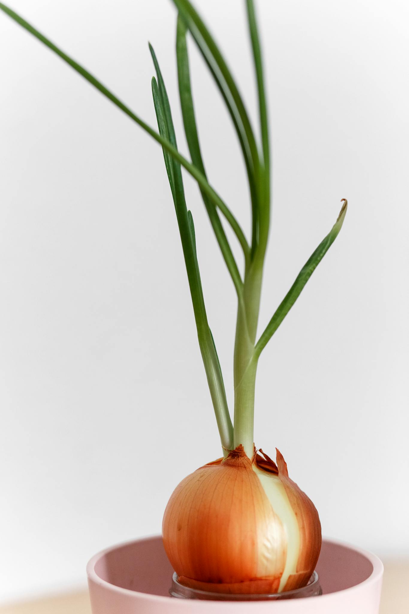 Close-up of an onion bulb sprouting leaves indoors in a pot.