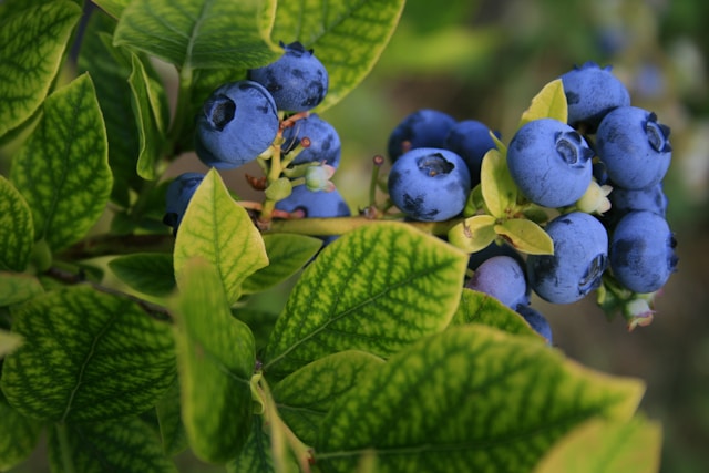 Fresh blueberries growing on a blueberry bush