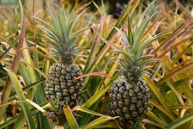 Pineapple plants growing with two pineapples showing